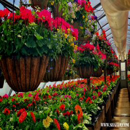 FRESH GERBERA